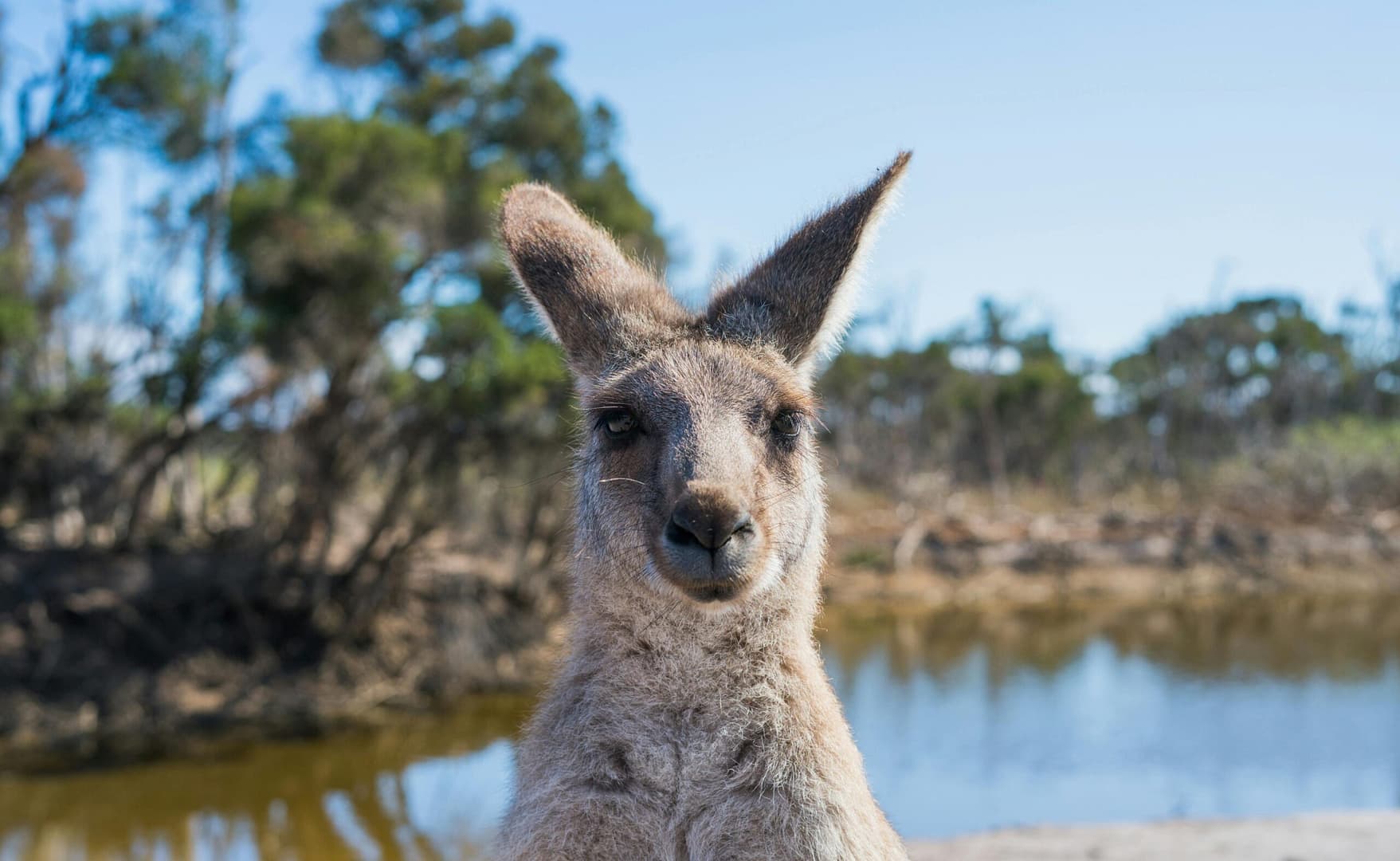 Harma Safaris Australia kangaroo