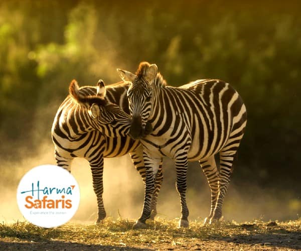 Visit Kenya by Harma Safaris